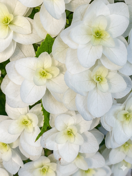 ORIGINALS ‘Patterned Discs’ - Hydrangea white